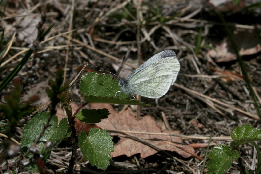 pieris napi?